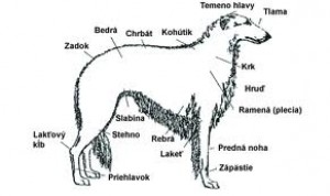 Obrázok